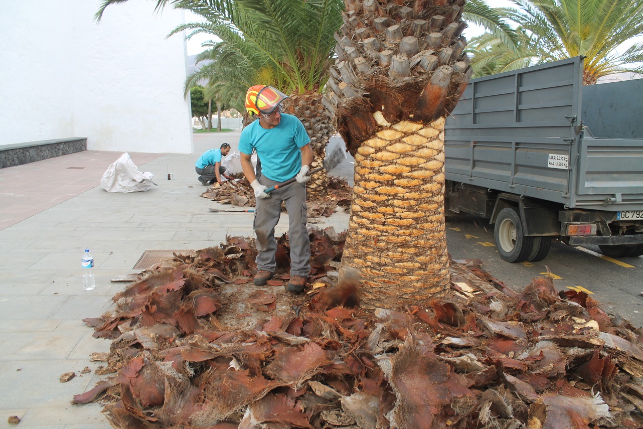 Héctor Barreto podador artesanal de palmeras