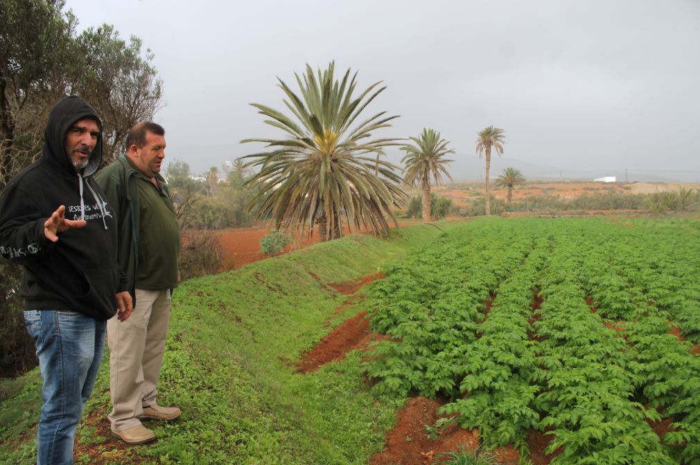 Antigua.Tino Alberto muestra su plantacion de papas al concejal Matías Peña