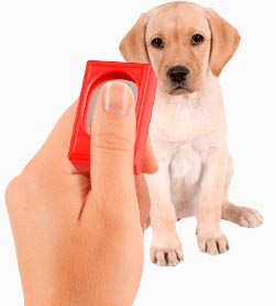 Veterinaria Corralejo Clicker para entrenar perros1