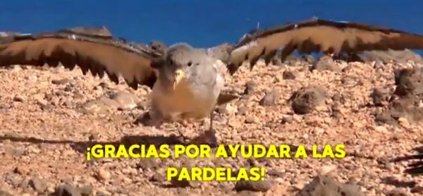 Campaña protección pardela cenicienta