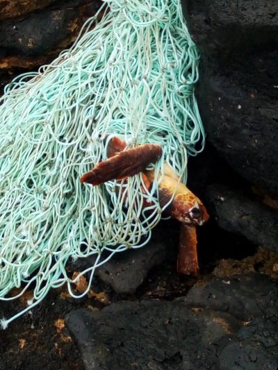 Tortuga enmallada-29junio