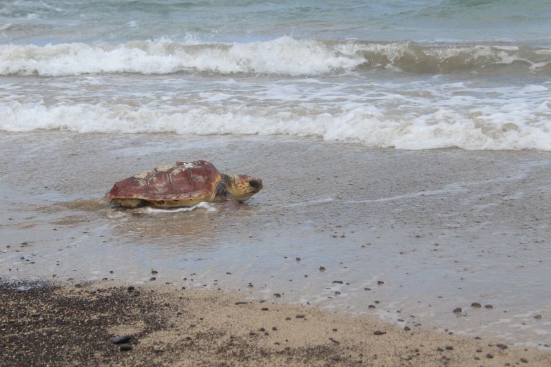Suelta-tortuga-PlayaBlanca